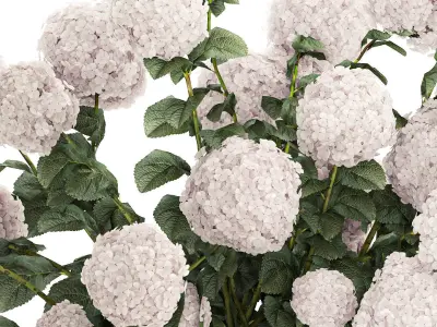 Set of beautiful plants Hydrangea in a flower pot for home 1294 3D model