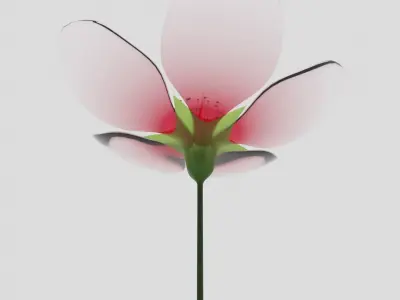 Glass Cherry Blossom 3D model