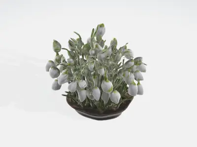 Galanthus Flowers Low-poly 3D model