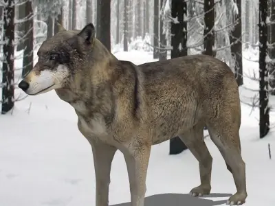 Textured Low Poly Wolf 3D model