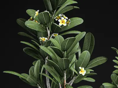 Decorative plumeria trees for the interior in basket 559 3D model