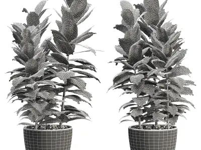  Indoor Plants 03 3D model