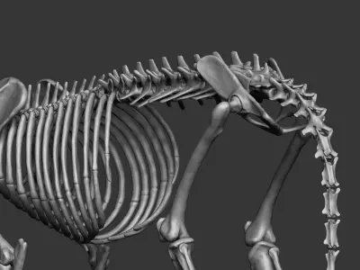Domestic Cat Skeleton 3D model
