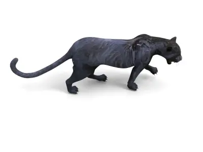 3d Wild Black Panther Rigged Model Low-poly 3D model