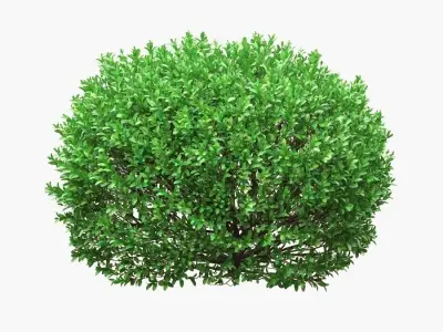 Boxwood balls 52 - 62cm  3D model