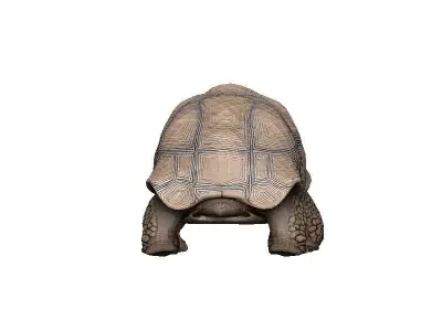 Tortoise Low-poly 3D model