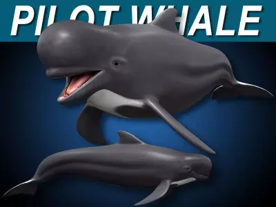 Pilot Whale 3D model