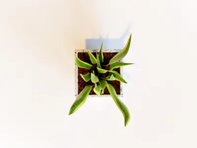 Snake Plant 3D model