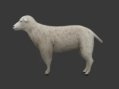 sheep Low-poly 3D model