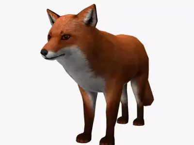 Fox Model Low-poly 3D model