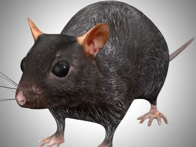 Rat Rig Low-poly 3D model
