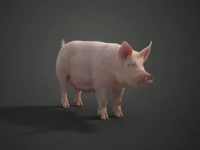 Female Pig with 2 Animations  VFX Grace 3D model