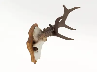 Deer Antler Collection 3D model
