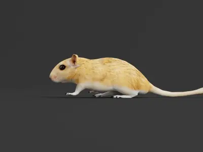 Mongolian Gerbil Rat Rodent Low-poly 3D model