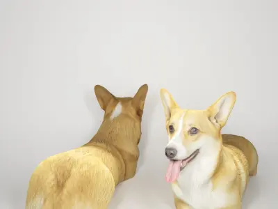 Corgi dog lying 03 Low-poly 3D model
