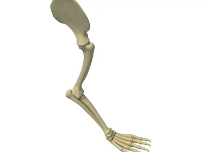 Mammal Scapula Skeleton  3D model