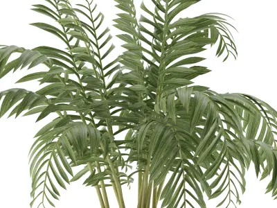 House Plant 38 3D model