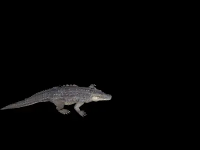 alligator animation Low-poly 3D model