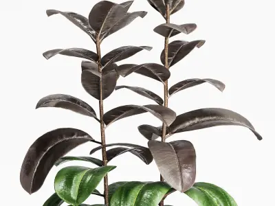  Indoor Plants 19-Ficus 3D model