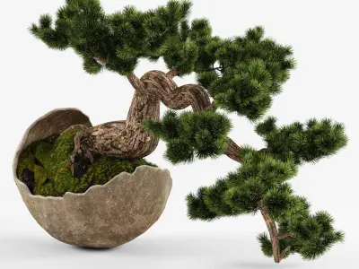Bonsai Pinus Sylvestris Tree 3D model