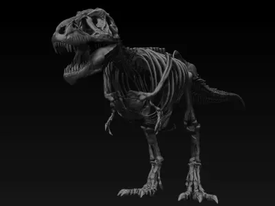 Dinosaur  Tyrannosaurus Rex Complete Skeletons TREX Adult SUE 3D model