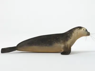 Marine seal Low-poly 3D model