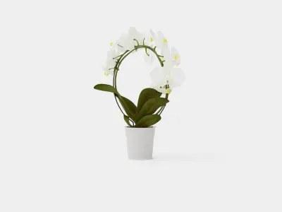 Phalaenopsis hybrid bow white Low-poly 3D model