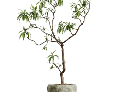 AV HousePlants Japandi Minimalism Ficus Dracaena Marginata04 3D model