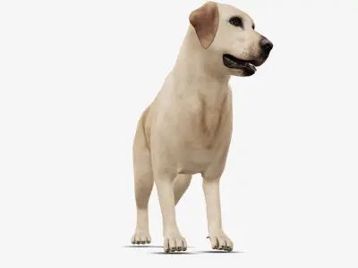 Dog Labrador Low-poly 3D model