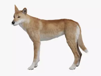 Australian Dingo Animation - VFX Grace 3D model