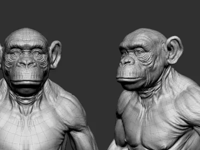 Chimpanzee 3D model buy