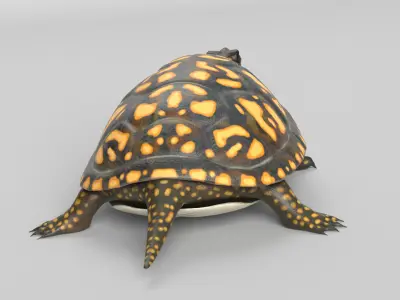 Box Turtle 3D model