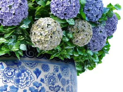 Hydrangea in a vase pot  for decoration Indoor plant 3D model