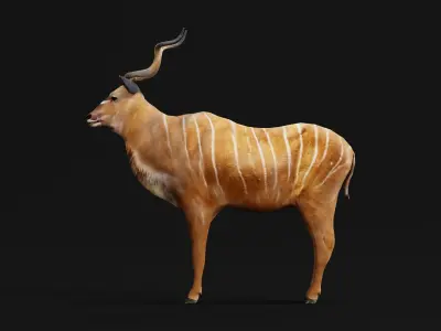Greater Kudu Antelope Animal  Low-poly 3D model