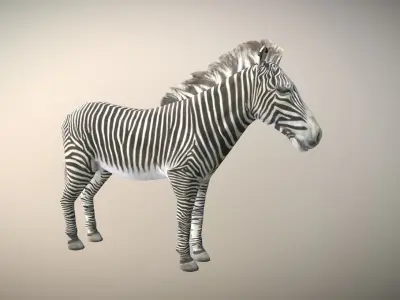 Zebra Animated Low Poly  Low-poly 3D model