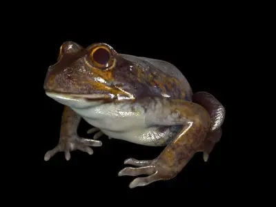 Frogs frog 3D model