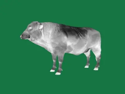 White Bull Cattle Low-poly 3D model
