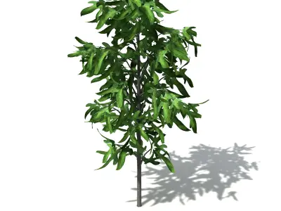XfrogPlants Illawarra Flame Tree 3D model