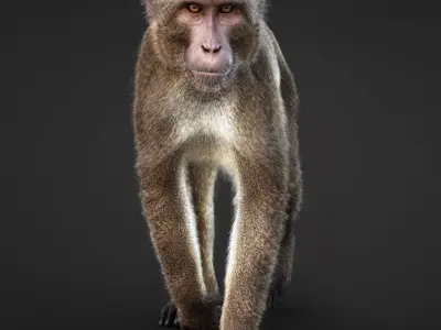 Rhesus Monkey Static Xgen core 3D model