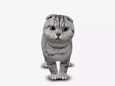 cat kitten Scottish Fold 3D model