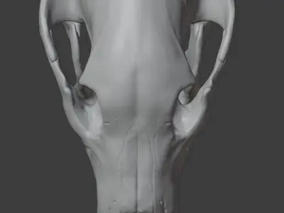 Bear skull  3D model