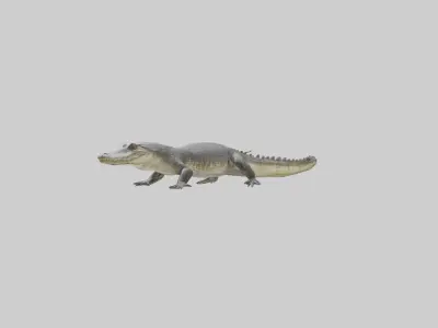 Siamese crocodile Low-poly 3D model