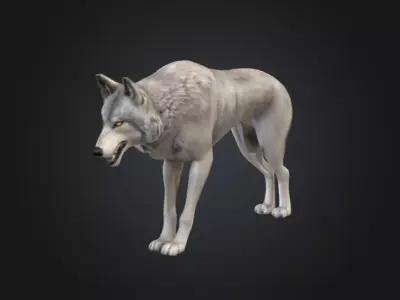 Alpha Wolf Low-poly 3D model