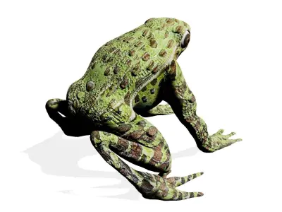 GREEN FROG Low-poly 3D model