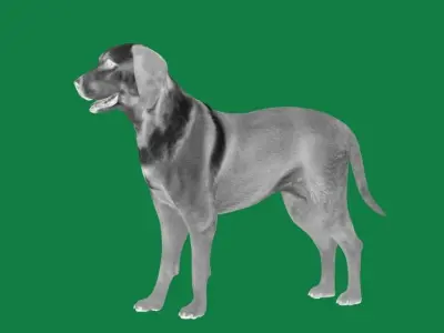 Labrador Retriever Dog  Low-poly 3D model