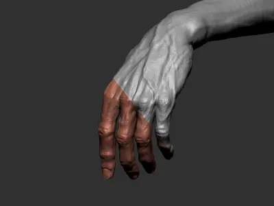 FREE REALISTIC HAND  Free 3D model