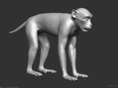 Rhesus Macaque Monkey - Highpoly Sculpture 3D model