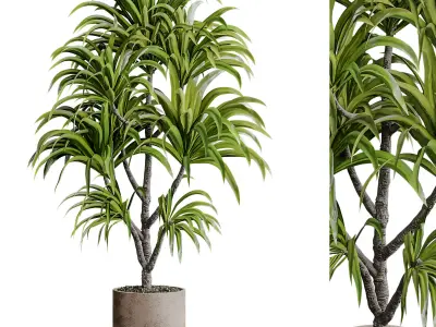 Indoor plant 16 3D model