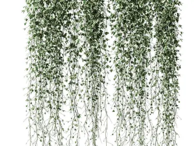 Plants in hanging pots Vinca major 3D model