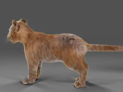 Fur Baby Lion NO Rigged in Blender  Low-poly 3D model